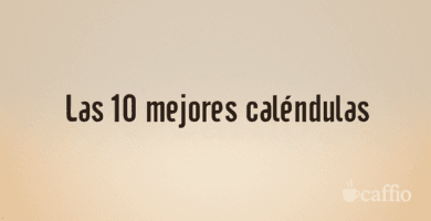 Las 10 mejores caléndulas