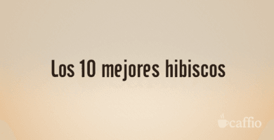 Los 10 mejores hibiscos